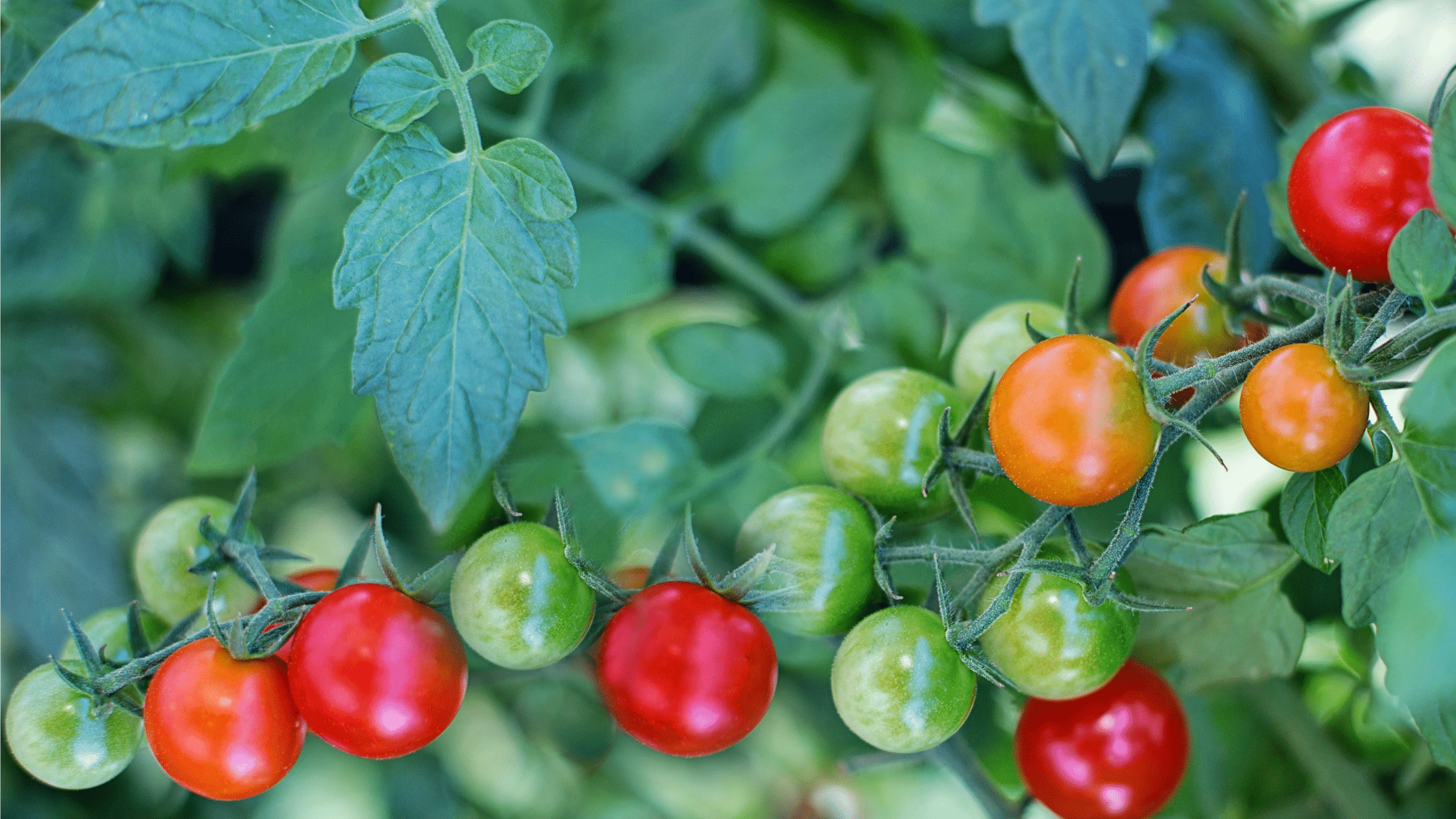 Wellbeing Food Co - Childcare Catering - Cherry tomatoes